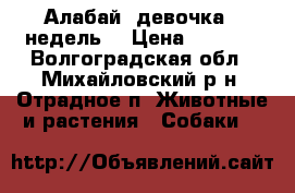 Алабай, девочка 6 недель. › Цена ­ 5 000 - Волгоградская обл., Михайловский р-н, Отрадное п. Животные и растения » Собаки   